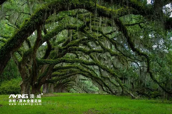 澳威全屋定制：這些樹能長壽，原來是有秘訣的……